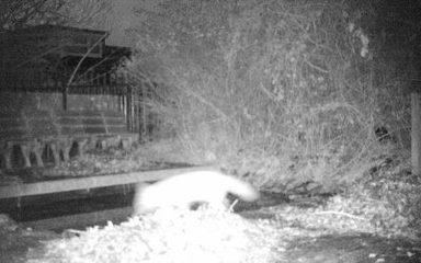 Nature Camera Monitors