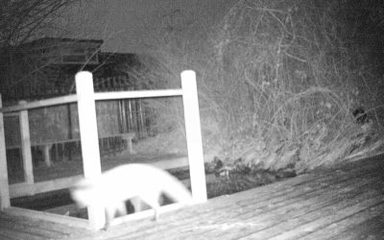 Nature Camera Update!