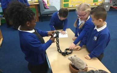 Owls learn how to become a Knight.