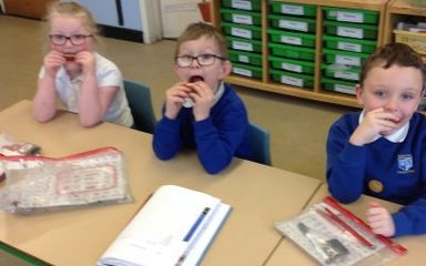 Fruit tasting in Owls