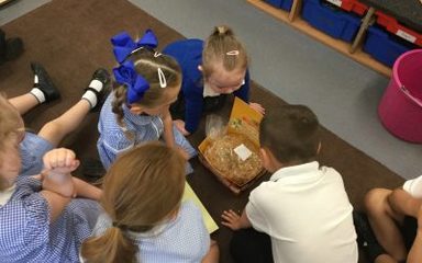 Fungus competition!