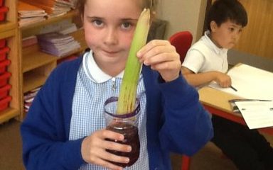 How does water transport through a plant?