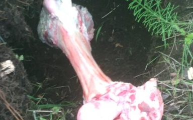 A discovery in our school grounds