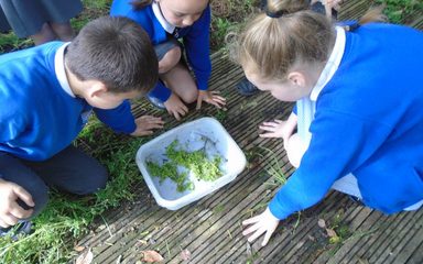 Nightingales Go Pond Dipping!