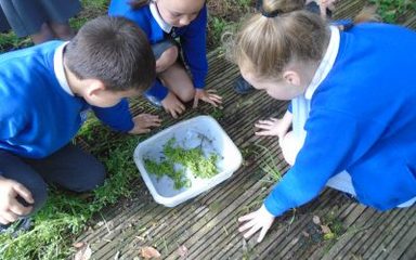 Nightingales Go Pond Dipping!