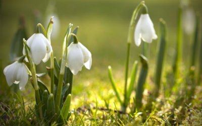 Well done to Snowdrops!