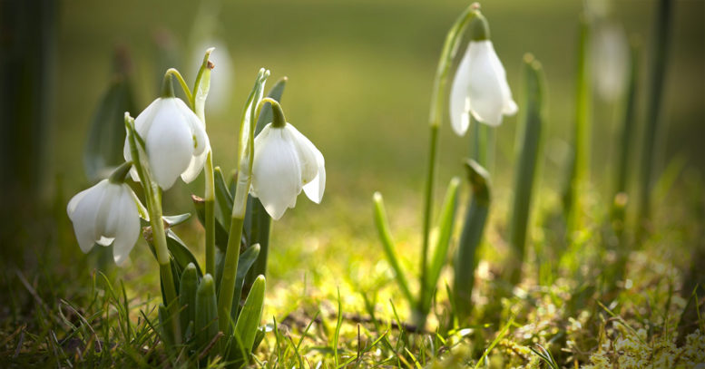 Snowdrops Class Snowdrops' home learning 26.3.20 - Windy Nook Primary School