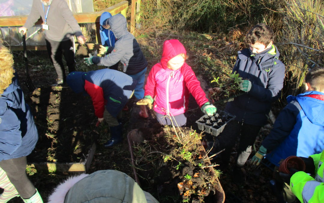 How Does Your Garden Grow?