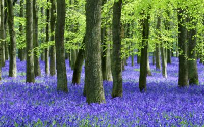 Beeches Thursday 4.6.20