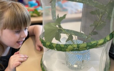 Looking after the stick insects