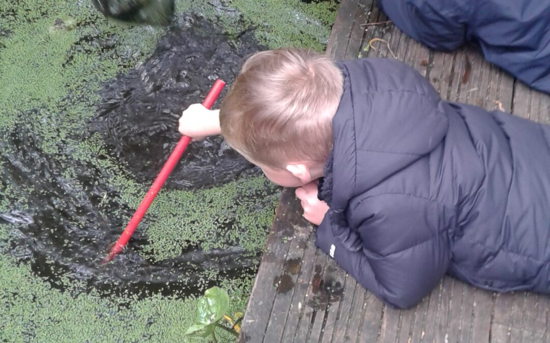 Pond Dipping