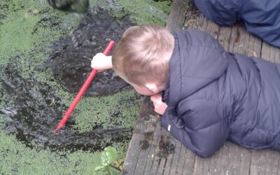 Pond Dipping