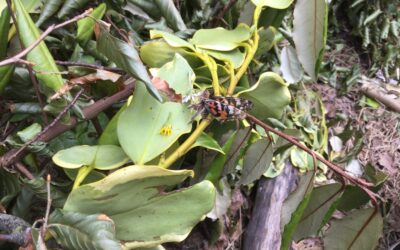 Butterfly Release at Windy Nook