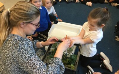 Investigating Stick Insects