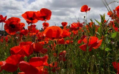 Reciting Poetry – remembering fallen heroes!