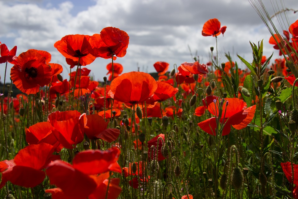 Reciting Poetry – remembering fallen heroes!