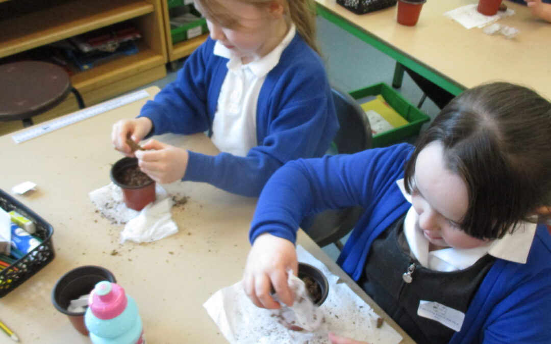 Planting seeds in Year 2