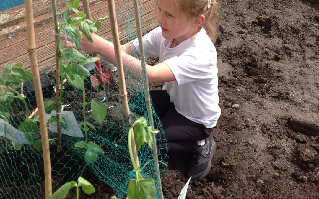 Beanstalks growing up to the castle