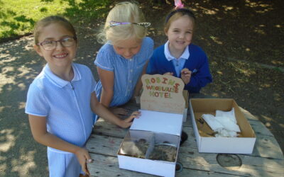 Wandering Woodlice