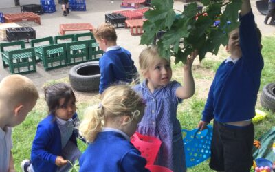 Identifying trees