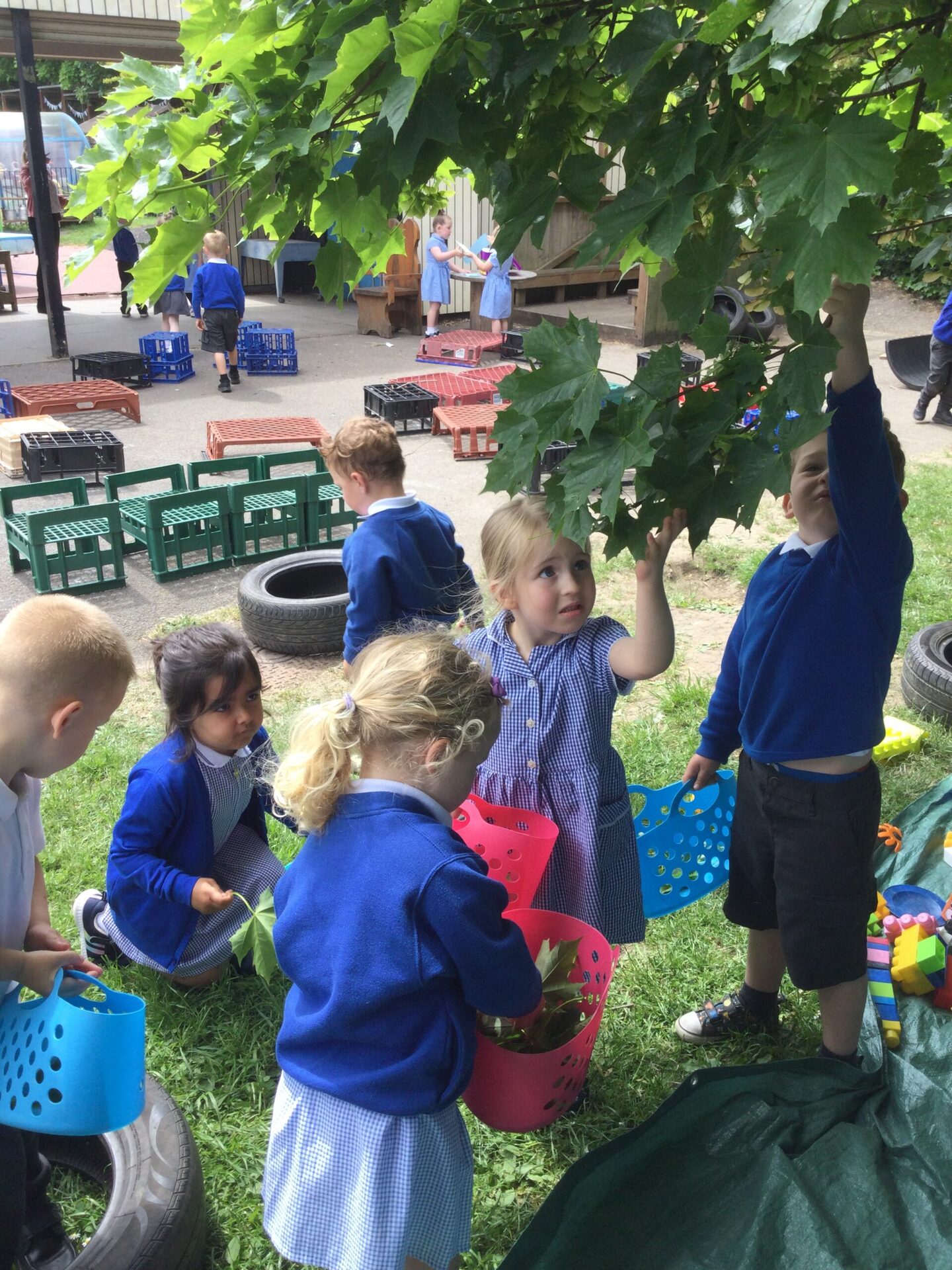 identifying-trees-windy-nook-primary-school