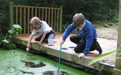 Elms look for Pond Life!
