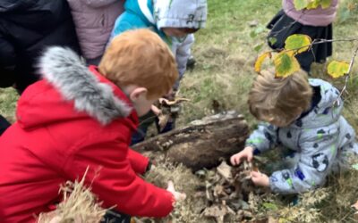 Homes fit for a hedgehog