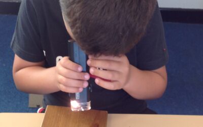 Investigating materials in Owls