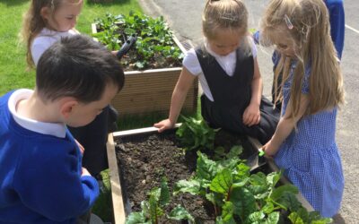 How does our garden grow?