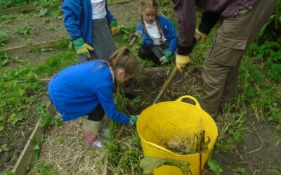 Our school vegetable garden