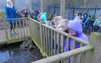 Pond habitats