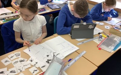 Science with the Beeches