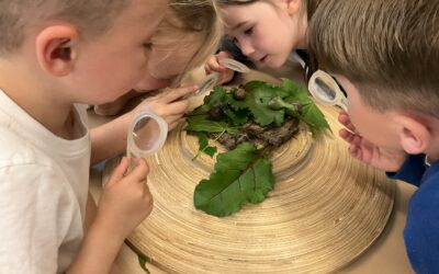 Reception Classes go on a Snail Hunt