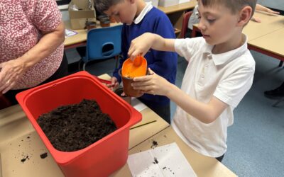 Sunflower Superstars! Growing Our Own Plants