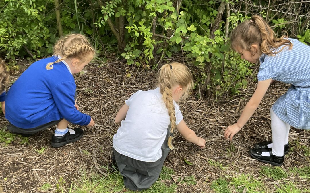 Welcome to the Bug Hotel: Now Open for VIP Minibeasts!